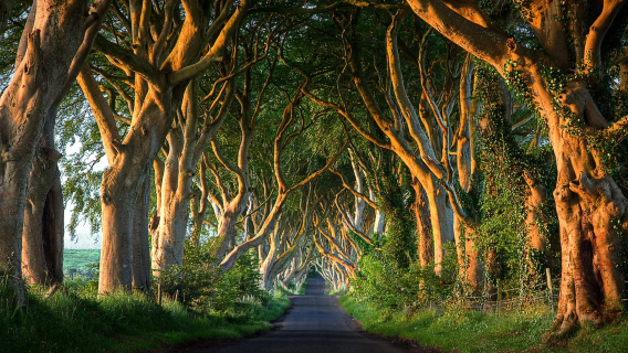 Belfast Giant's Causeway/The Dark Hedges/Dunluce Castle | Game of Thrones filming locations + round-trip transportation