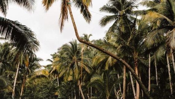 Höhepunkte des Tagesausflugs an Land auf Siargao, Philippinen