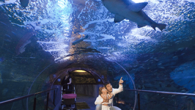 บัตรเข้าชมพิพิธภัณฑ์สัตว์น้ำซานเซบาสเตียนและทัวร์เดินชมเมือง