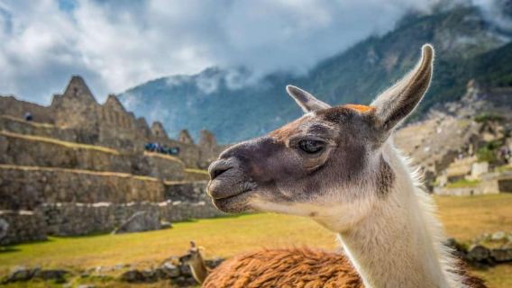 Machu Picchu: 1-Day Tour from Cusco with Entrance and Lunch