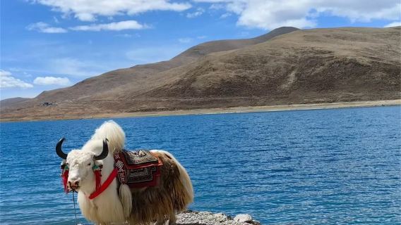 羊卡普通一日遊【羊卓雍措+卡若拉冰河】不含門票