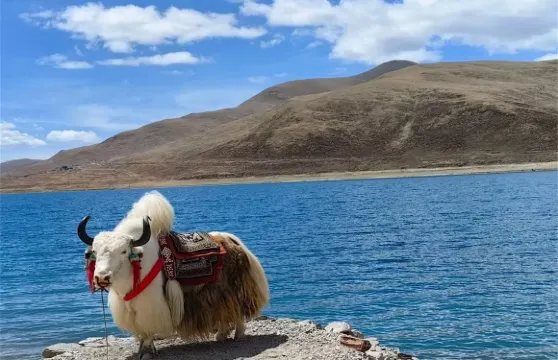 羊卡普通一日遊【羊卓雍錯+卡若拉冰川】不含門票