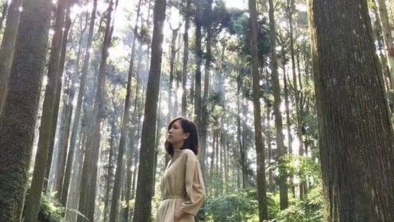 힐링 시터우 삼림 휴양지 + 괴수 마을 + 루강 옛 거리 + 무지개 마을 일일 투어
