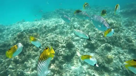 日本沖繩青之洞窟體驗潛水浮潛0.5小時【浮潛活動/搭乘專用船/那霸或北谷定點接駁】