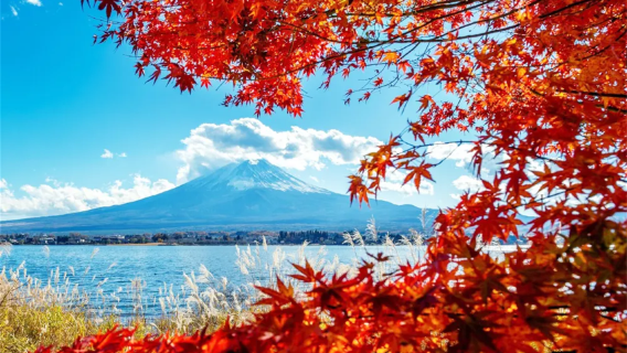 Seven popular views of Mount Fuji, popular Lawson, one-day tour to Kawaguchiko Oishi Park