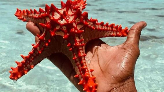 坦桑尼亞【桑給巴爾島】海豚同遊·監獄島探秘一日之旅