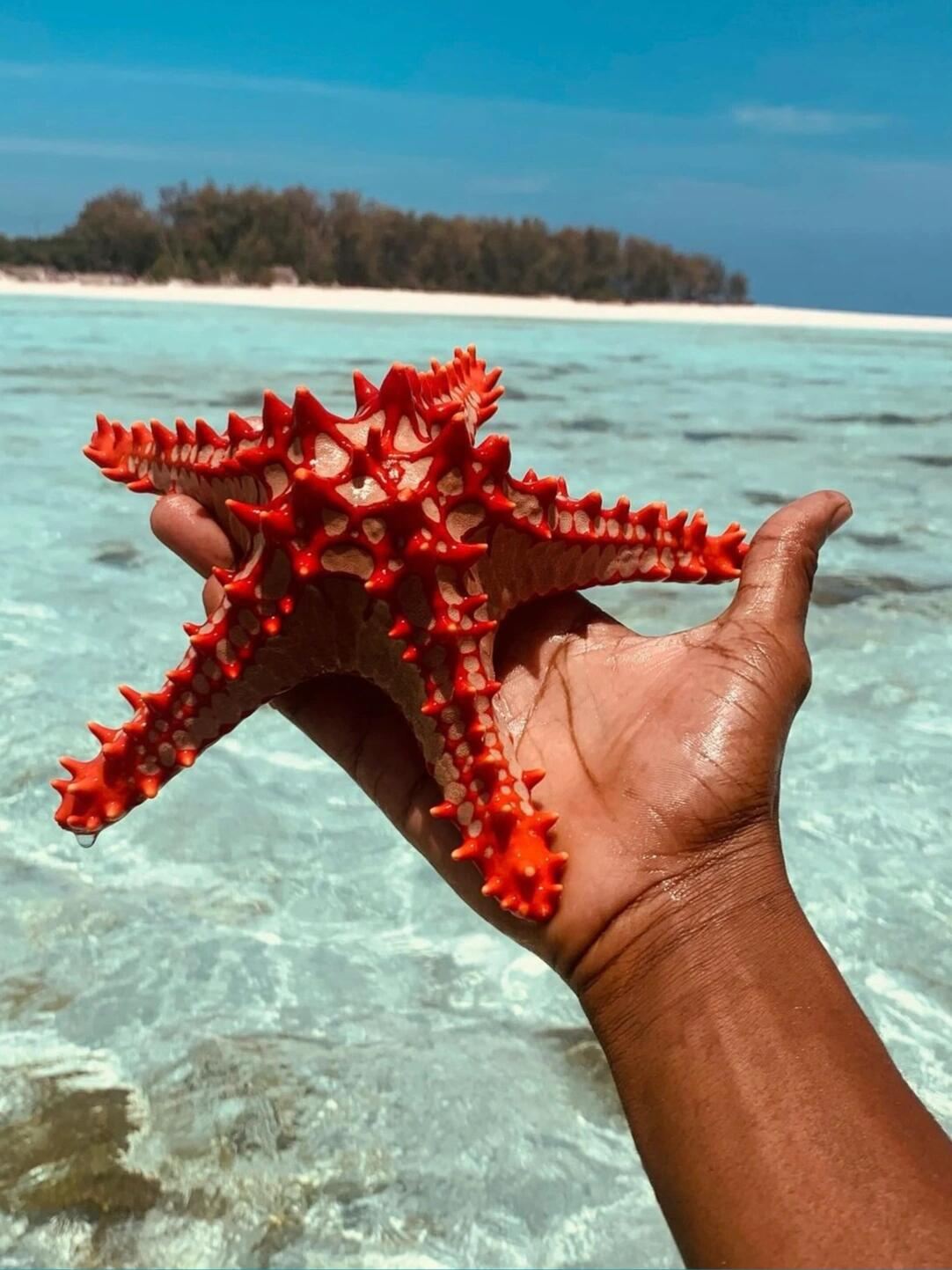 坦桑尼亞【桑給巴爾島】海豚同遊·監獄島探秘一日之旅