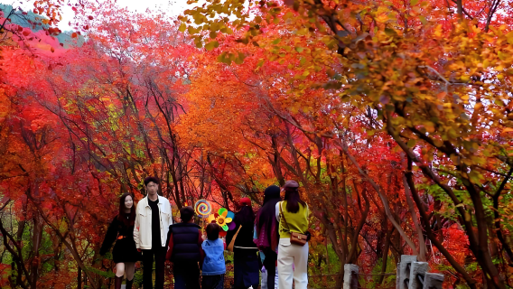 Excursión de un día al Valle de la Hoja Roja de Jinan (equipo de habla china) (viaje compartido + entrada)