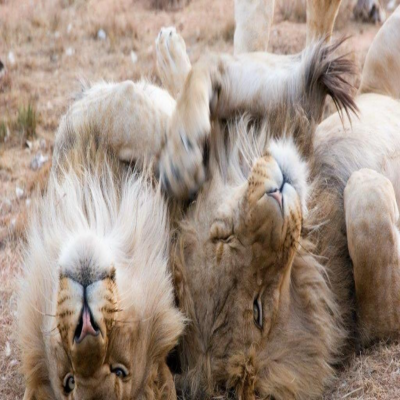 南アフリカのサンシティとピラネスベルフ・ナショナル・パーク野生動物