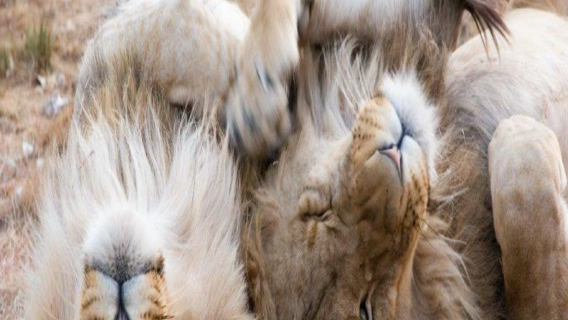 Südafrika-Entdeckung: Sun City und Wildtiersafari im Pilanesberg National Park