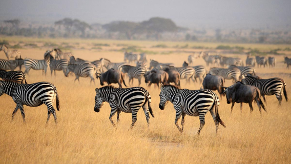 【開普敦出發】親近五大獸-阿奎拉私人野生動物自然保護區一日遊