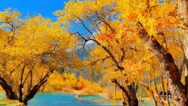 九寨溝-黃龍九寨高鐵站接駁車（2+1豪華保姆大巴）去程/回程可選/正規車輛/空調大巴/保姆大巴/可選