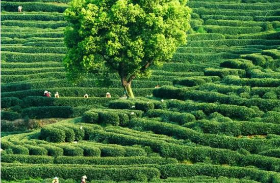 上海來回一日遊：西湖風景區～龍井茶園｜體驗採茶&炒茶&品茶
