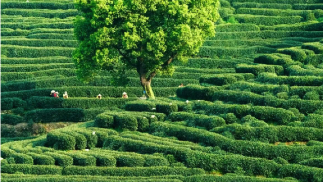 Hangzhou, China - Traducción profesional en árabe/inglés/ruso/tailandés/español | Guía turístico | Acompañamiento en visitas comerciales | Traducción para ferias | Planificación y personalización de itinerarios