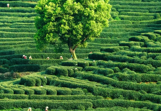 Shanghai Round-Trip 1-Day Tour: West Lake Scenic Area - Longjing Tea Plantation | Experience Tea Picking, Tea Roasting & Tea Tasting