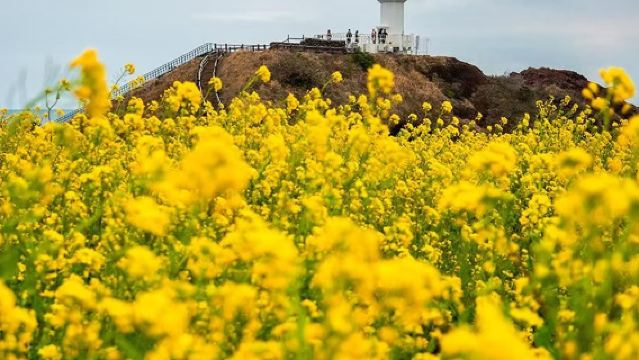 牛島+城山+涉地可支+月汀里一日遊【金牌司導｜牛島經典線】