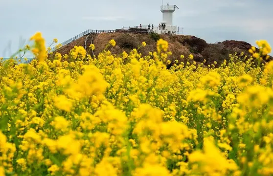 牛島+城山+涉地可支+月汀里一日遊【金牌司導｜牛島經典線】
