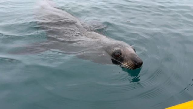 Kaikoura Kajakfahren Tour - Interaktion mit Robben ~ Sonnenuntergangsfahrt [Mehrere Pakete | Englische Gruppe]