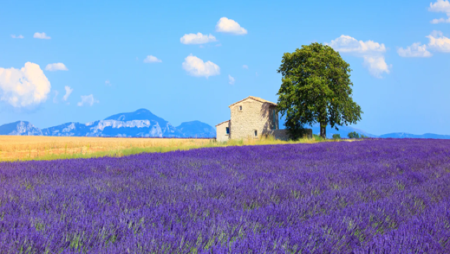 Perancis Nice: Bandar Saint-Paul-de-Vence + Valensole + Tasik Sainte-Croix | Sewaan Peribadi Tersuai dalam Bahasa Cina
