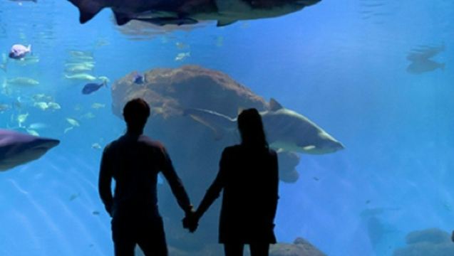 Palma Aquarium: Entry Ticket + Transfer from Calvià Area
