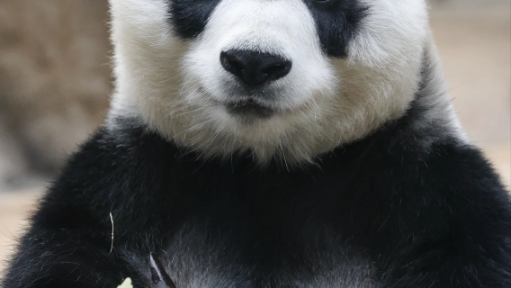 Beijing Mutianyu Great Wall + Beijing Zoo Panda House One-Day Private Tour