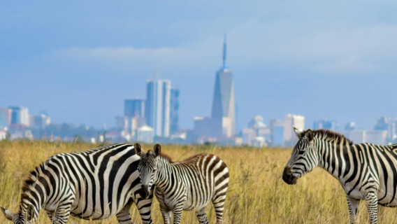 Nairobi national park safari + Karen Blixen museum + national museum 1-day private chartered tour in Kenya