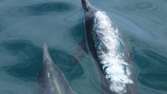 San Diego: Luxury Year-round Whale Watching & Dolphin Tour