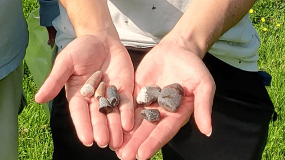 Møns Klint: Forest Tower, Møns Klint, and Fossil Hunt Tour