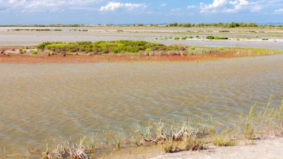 From Arles: Half-Day 4x4 Camargue Safari