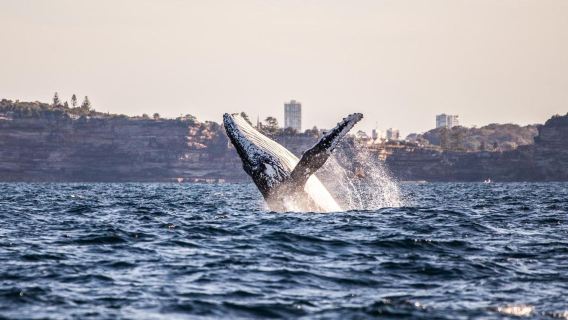 ทัวร์ชมวาฬและการล่องเรือจากซิดนีย์ Sydney Harbour Attractions