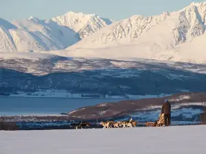 Lapland Husky Sled Safari from Tromso