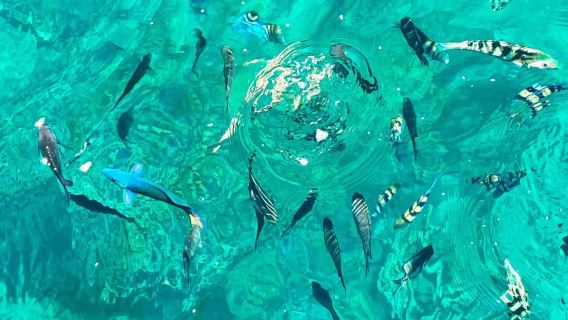 馬尼拉周邊木瓜島浮潛跳崖共乘遊（Papaya Island）