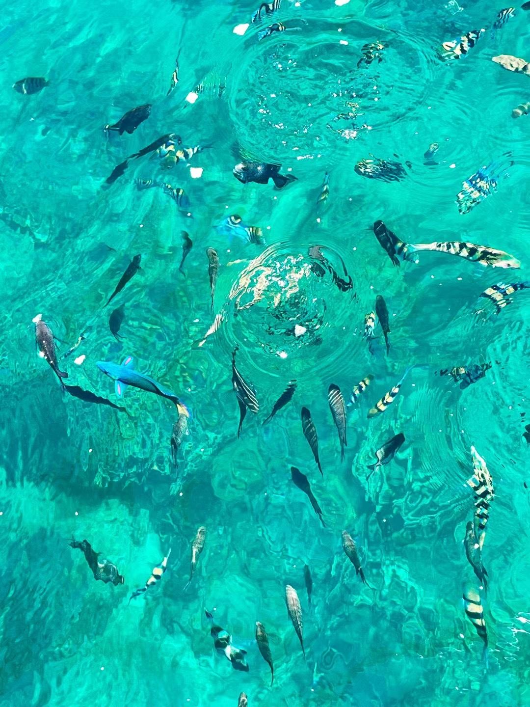 Shared transportation for snorkeling and cliff jumping at Papaya Island near Manila
