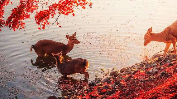 【期間限定特典】日本京都+奈良公園+嵐山+伏見稲荷大社ワンデーツアー