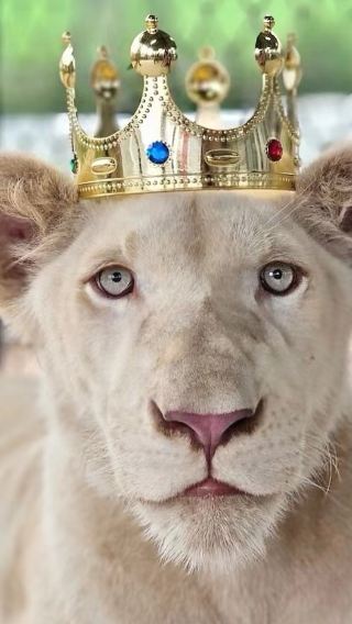 [언제든지 입장 가능] Lion Land Phuket (운영시간: 09:00–17:00)