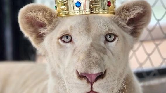 Tour giornaliero di mezza giornata al Lion Land Phuket in Thailandia