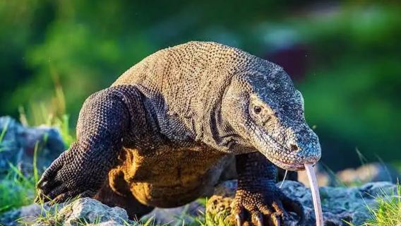 1 Day Tour to Explore Komodo Dragon - Island Hoping - Snorkeling with at Manta Point