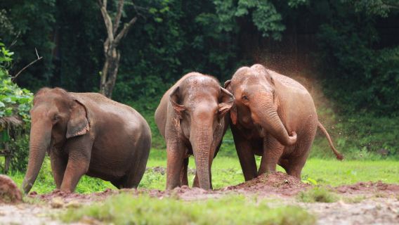 Santuario de la Naturaleza del Elefante con pernoctación (2 días / 1 noche)