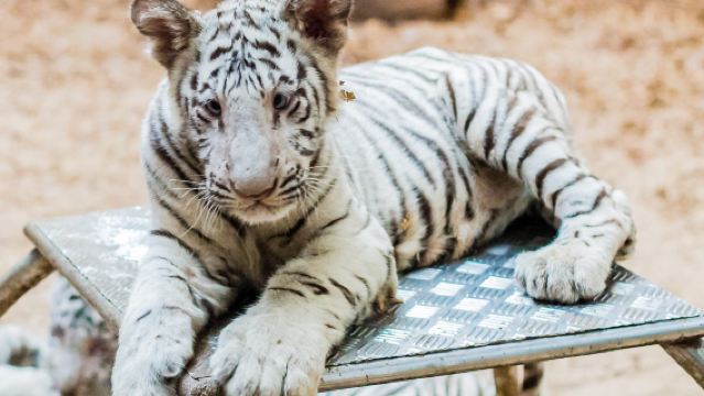 Chiang Mai Elephant Camp + Tiger Kingdom + Elephant Poo Poo Park (Private Charter with Chinese-Speaking Driver)