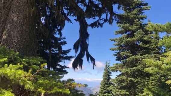 美國西雅圖來回奧林匹克國家公園/行程可定制/諮詢立減優惠