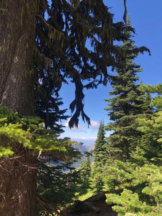 美國西雅圖來回奧林匹克國家公園/行程可定制/諮詢立減優惠