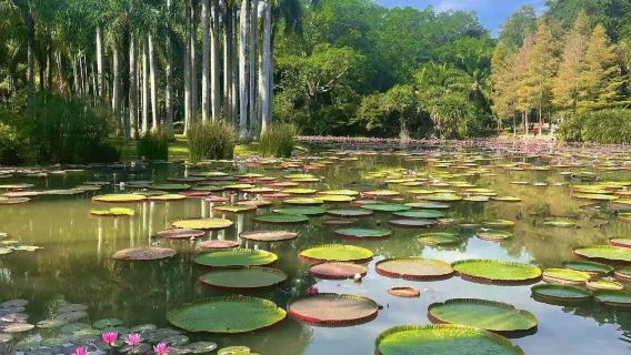 Xishuangbanna Tropical Botanical Garden + Jino Village 1-day tour [Small group of 2-8 people + late departure + pure play]