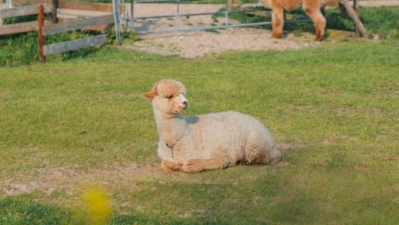 Adelaide Half-Day Tour: Softfoot Alpaca Farm, Off-Road 4WD, Private Zoo
