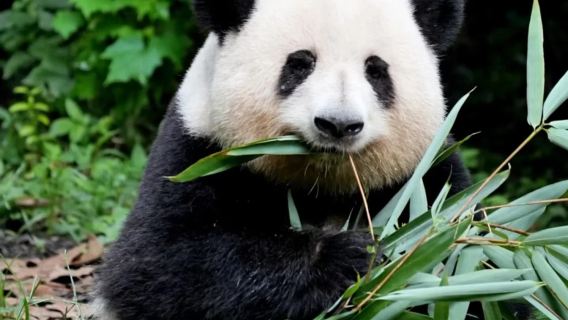 Chengdu Giant Panda Base Half-Day Tour