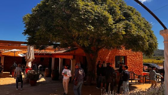 Trải nghiệm nếm thử rượu vang đích thực tại Nhà máy rượu vang gia đình Mallorca