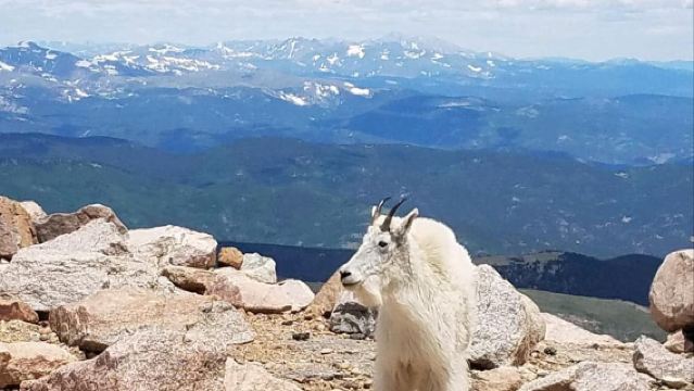 Desde Denver: Excursión a la cumbre del Monte Blue Sky y al lago glaciar