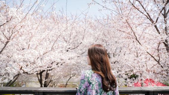 Seoul Chasing Cherry Blossom & Spring Flowers Day Tour (Random 3 Best Spots, 2026 Spring Special)