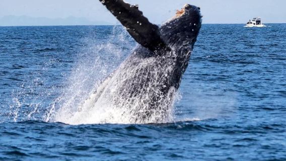 モーリシャス スピードボートでクジラ追跡 + シュノーケリング 【相乗り/チャーター】* 日曜日運休