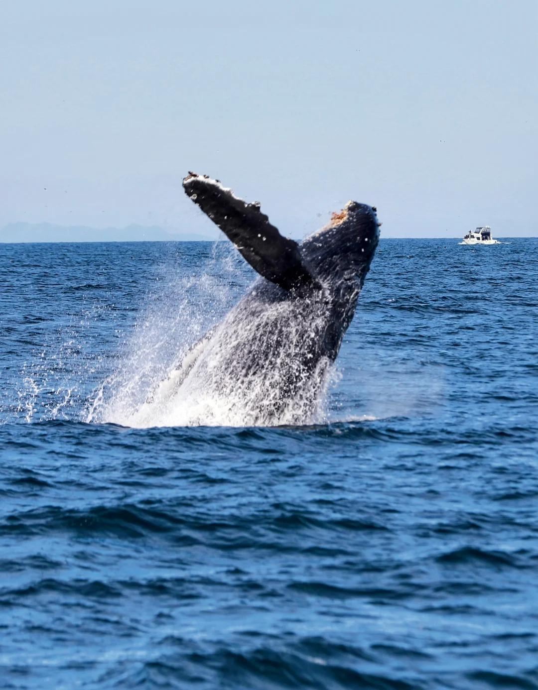 モーリシャス スピードボートでクジラ追跡 + シュノーケリング 【相乗り/チャーター】* 日曜日運休