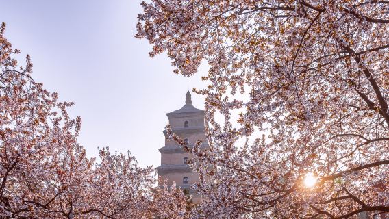 ท่องเที่ยวย้อนเวลาไปพันปีในเวลาครึ่งวัน! ทัวร์พร้อมไกด์ชาวจีนมืออาชีพ ชมวัดต้าฉือเอิน + ภาพรวมโดยย่อของเจดีย์ห่านป่าใหญ่ + ทัวร์ชมเมืองสมัยราชวงศ์ถังยามค่ำคืนสุดตระการตา